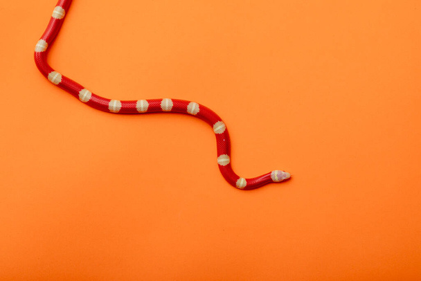 Lampropeltis triangulum, commonly known as the milk snake or milksnake, is a species of kingsnake. - Photo, Image