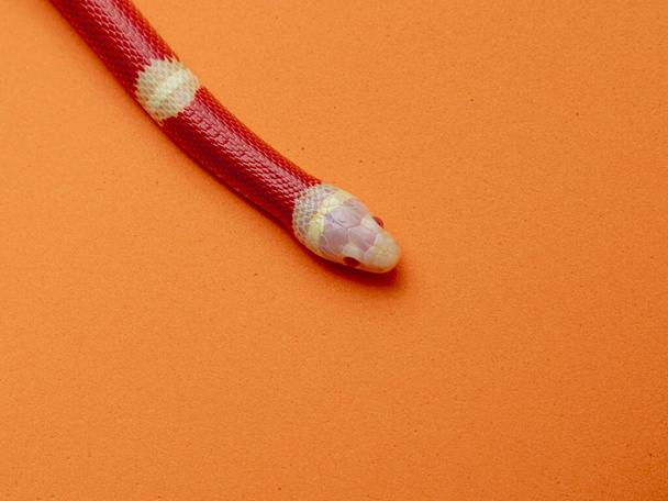 Lampropeltis triangulum, comúnmente conocida como serpiente de leche o serpiente lechera, es una especie de serpiente real.. - Foto, Imagen
