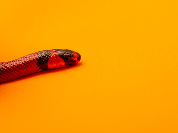 Lampropeltis triangulum, běžně známé jako mléčný had nebo mléčný had, je druh ledního hada. - Fotografie, Obrázek