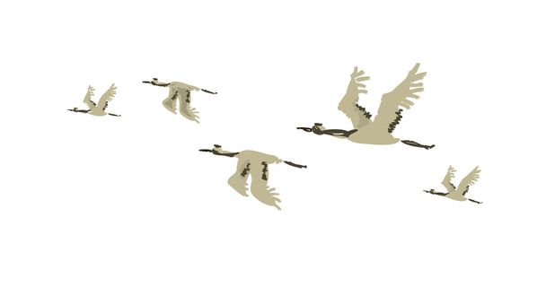 Birds fly - Vector, Image