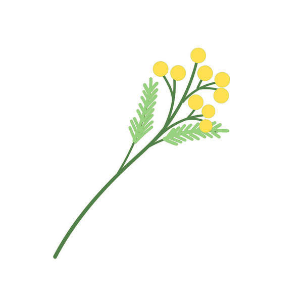 Yellow flower Sesbania brunch mimosa - Vector, Image