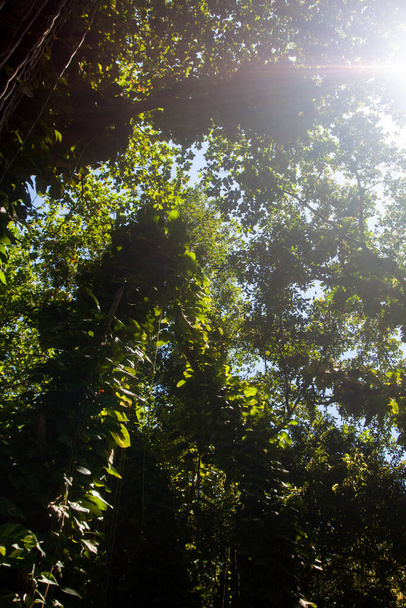Άποψη των κατάφυτων δέντρων στο δάσος, Σεϋχέλλες, - Φωτογραφία, εικόνα