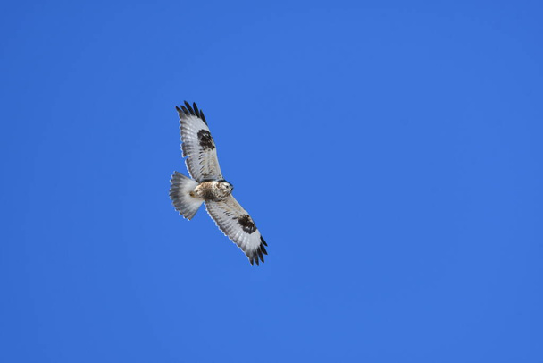 Morfo leggero di falco dalle gambe dure in volo con le ali spiegate - Foto, immagini