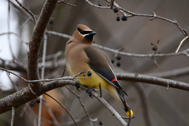Värikäs Cedar Waxwing lintu - Valokuva, kuva