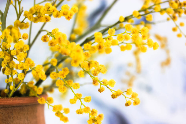 Букет жовтих квіток мімози у коричневій глиняній вазі. Жовті весняні квіти на чорно-білому тлі мазків. Золота Акація з квітами. День матері, 8 березня, Великдень.. - Фото, зображення