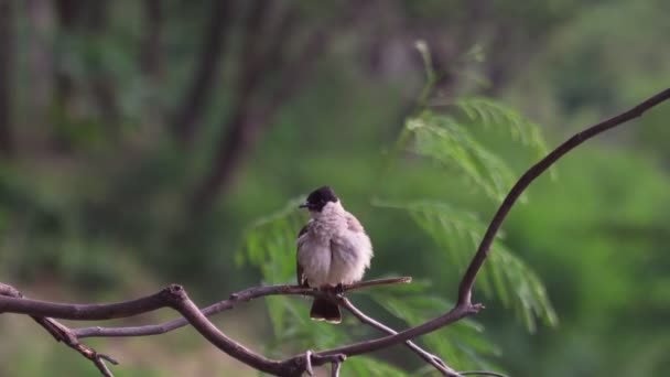 Filmagem B-roll de perto de Bulbul. pássaro em um ramo no contexto de natureza. Animal. (Perched Red-vented Bulbul Pycnonotus cafer), aves selvagens estão limpando as penas nos ramos na natureza. - Filmagem, Vídeo