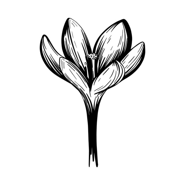 Sáfrány virág vázlat. Crocus elszigetelt fehér háttérrel. kézzel rajzolt vektor illusztráció - Vektor, kép