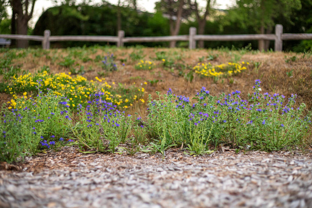 Kleine gelbe und blaue Wildblumen mit verschwommenem Holzsplitter-Vordergrund und Zaunhintergrund - Foto, Bild