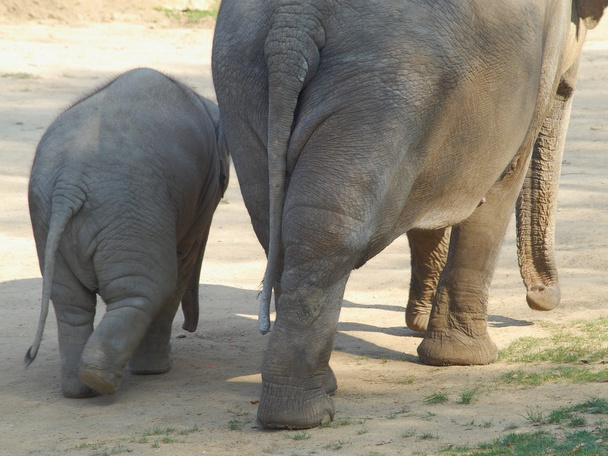bebek fil annesi ile - Fotoğraf, Görsel