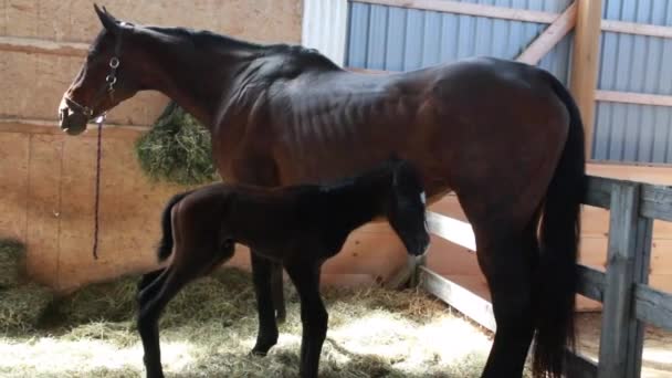 Filmagem de um cavalo mãe, uma égua, e seu bebê, um potro preto, juntos em um celeiro iluminado pelo sol em Ontário, Canadá. O potro está a tentar amamentar..  - Filmagem, Vídeo