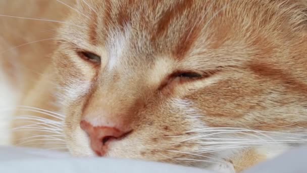 Cute and fluffy domestic orange tabby cat falling asleep and trying to keep his eyes open on a white duvet, well-lit space, Toronto, Ontario, Canada. - Кадри, відео