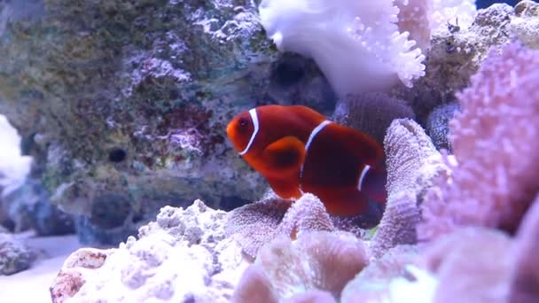 Ocellaris pez payaso nadando con coral y anémona - Imágenes, Vídeo