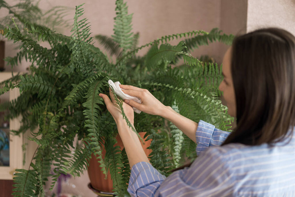 žena v modré košili ubrousky kapradí listy z prachu s mokrým hadříkem, péče o vnitřní rostliny koncept - Fotografie, Obrázek