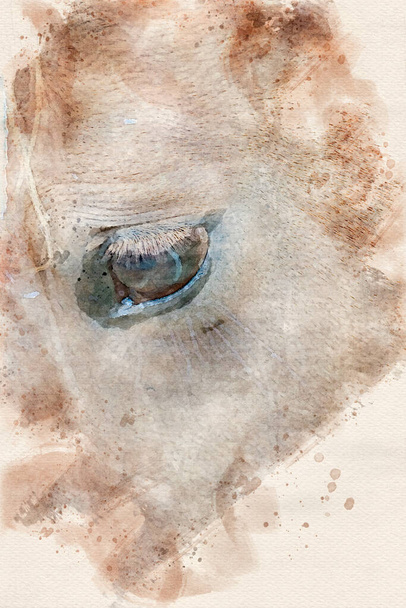Крупним планом вид збоку коней обличчя
  - Фото, зображення