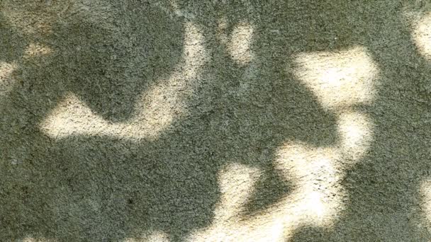 Оставляет тень на стене, на открытом воздухе Chiangmai Таиланд - Кадры, видео