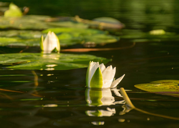 красиві білі водяні лілії в озері, відображення у воді, літній час біля води
 - Фото, зображення
