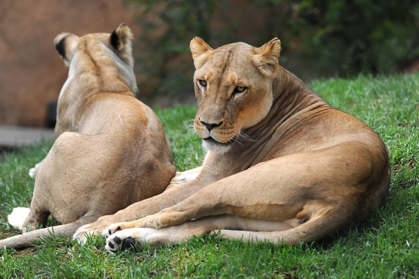 Afrikaanse leeuw - Foto, afbeelding