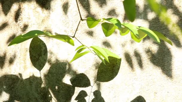 Оставляет тень на стене, на открытом воздухе Chiangmai Таиланд - Кадры, видео