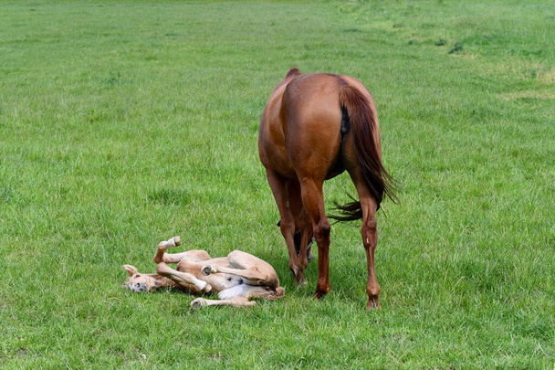 Una yegua castaña de sangre caliente con su potranca de palomino en un prado verde. La potranca está rodando en la hierba. - Foto, Imagen