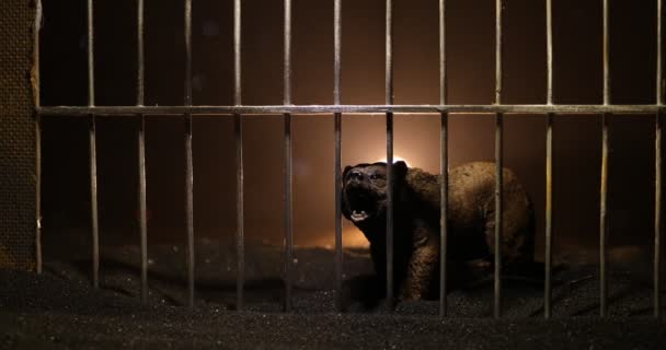 A medve miniatűr sziluettje áll az állatkerti ketrecben és szabadságról álmodik. Kreatív dekoráció színes háttérvilágítással ködben - Felvétel, videó