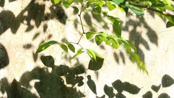 Lehdet varjo seinällä, ulkona Chiangmai Thaimaa - Materiaali, video