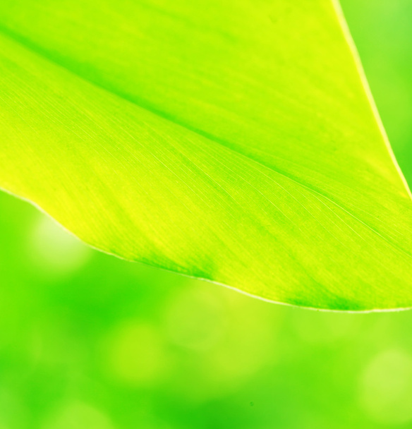liść zielony - Zdjęcie, obraz