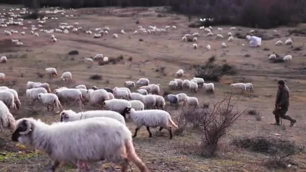 Gregge di pecore al pascolo in collina nella stagione autunnale in luce serale - Filmati, video