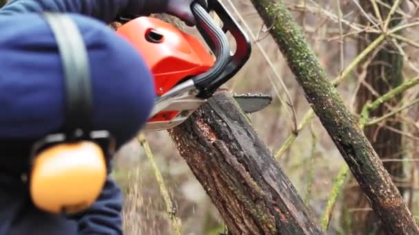 A man cutting wood with a chainsaw in the forest in autumn - Footage, Video
