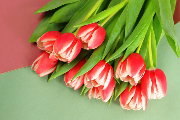 Красные белые тюльпаны на фиолетовом зеленом фоне бумаги, розовый букет, день рождения матери день 8 марта подарок, поздравительная открытка  - Фото, изображение