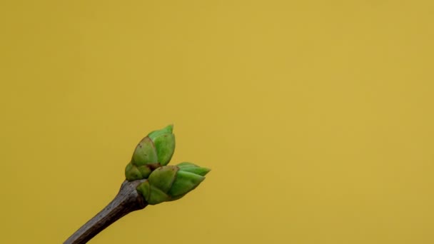 Time-lapse of tree branches with opening leaves buds - Footage, Video