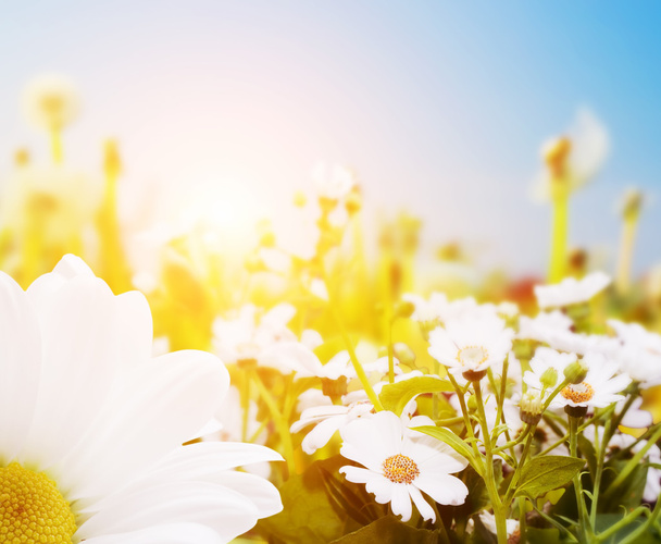 Campo de primavera com flores
 - Foto, Imagem