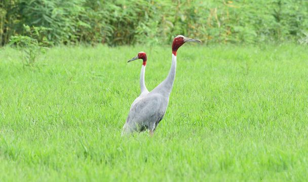 Птахи сарас Крейн у траві. - Фото, зображення