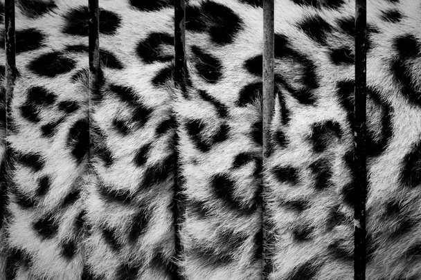 A big cat - bars in cage - Photo, Image