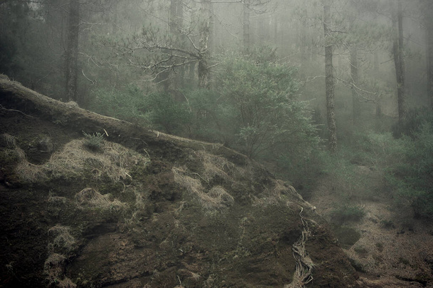 Floresta fantasmagórica, com velhas árvores caídas, arbustos assustadores, com uma densa neblina e umidade dando uma sensação de isolamento e arrepios, em uma manhã fria em Tenerife, Ilhas Canárias, Espanha - Foto, Imagem