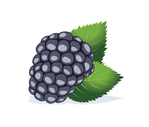 Blackberry és levelek elszigetelt fehér háttér. - Vektor, kép