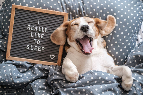 cute dog rasy beagle śmieszne spanie na poduszce pod kocem. Obok znajduje się drewniana deska z napisem w języku angielskim. Naprawdę lubię spać. - Zdjęcie, obraz