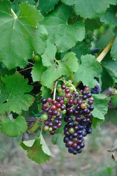 young grapes and leaves in the vineyar - Photo, Image