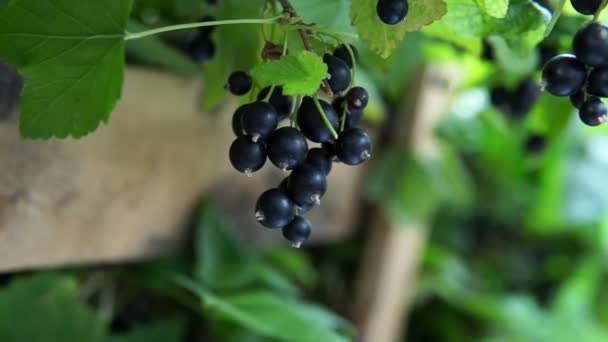 黒スグリの果実の収穫。果実の選択的焦点を選ぶ - 映像、動画