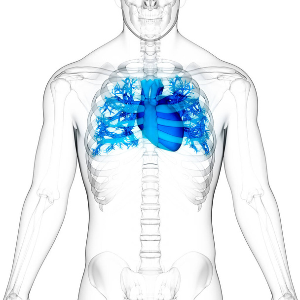 Anatomia polmonare del sistema respiratorio umano. Illustrazione 3D  - Foto, immagini