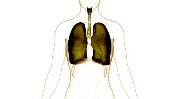 Ανθρώπινο Αναπνευστικό Σύστημα Πνεύμονες με Ανατομία Διαφραγμάτων. 3D - Φωτογραφία, εικόνα