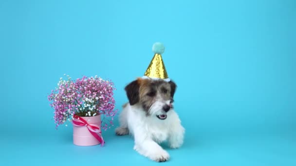 Un simpatico Jack Russell Terrier cucciolo rotto in un cappello festivo si trova accanto a un mazzo di fiori rosa su uno sfondo blu - Filmati, video