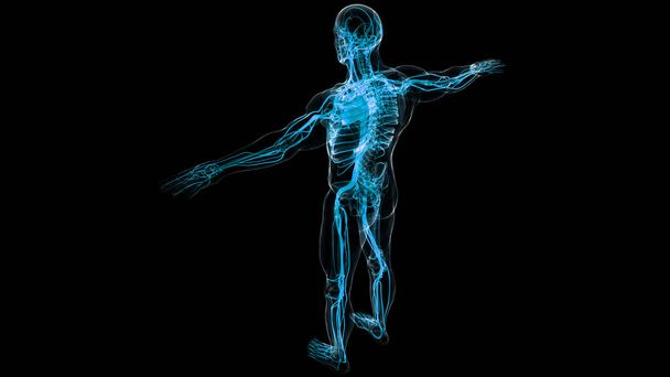 Ανθρώπινο Εσωτερικό Σύστημα Ανατομία. 3D απεικόνιση  - Φωτογραφία, εικόνα