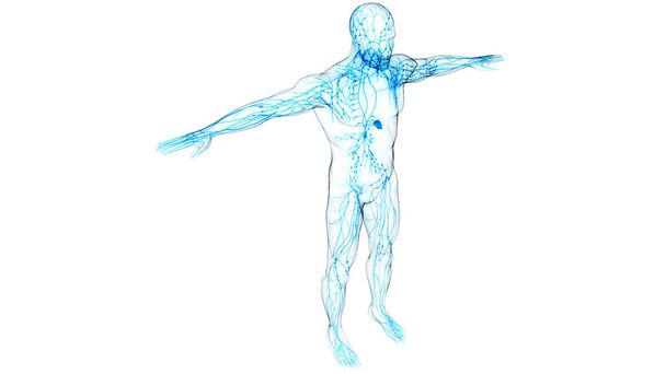 Anatomie des menschlichen inneren Systems. 3D-Illustration  - Foto, Bild