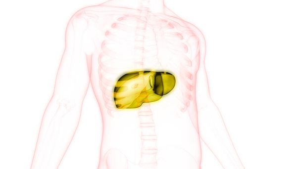 Anatomia do Fígado de Órgão Digestivo Interno Humano. Ilustração 3D  - Foto, Imagem