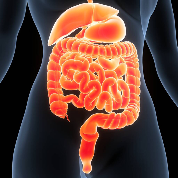 Anatomia do Sistema Digestivo Humano. Ilustração 3D  - Foto, Imagem
