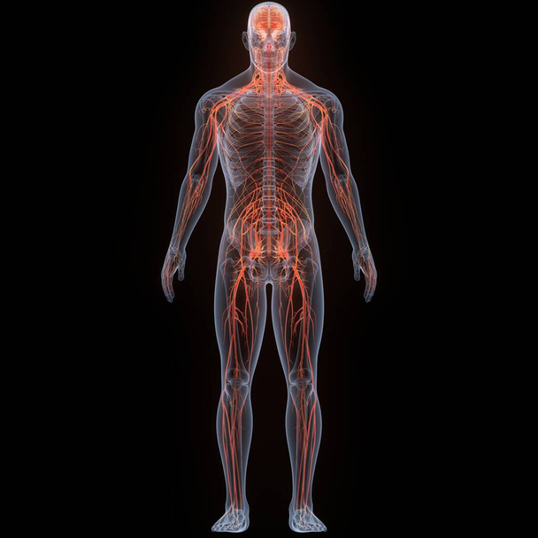 Anatomie des menschlichen inneren Systems. 3D-Illustration  - Foto, Bild