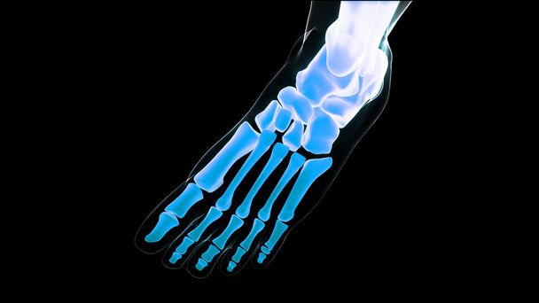 Douleurs articulaires osseuses du corps humain (articulations du pied et os). 3D - Illustration - Photo, image