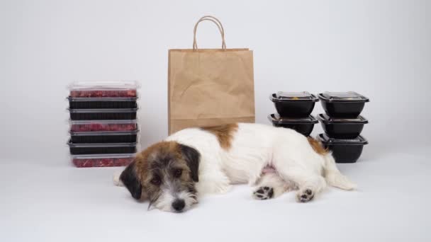Ein niedlicher Jack Russell Terrier-Welpe liegt neben Containern und Fleischkisten auf weißem Hintergrund. Hundefutter Lieferkonzept und natürliches gesundes Futter. Raum für Text und Attrappe. - Filmmaterial, Video