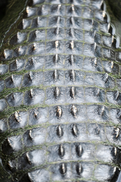 Amerikaanse alligator - Foto, afbeelding
