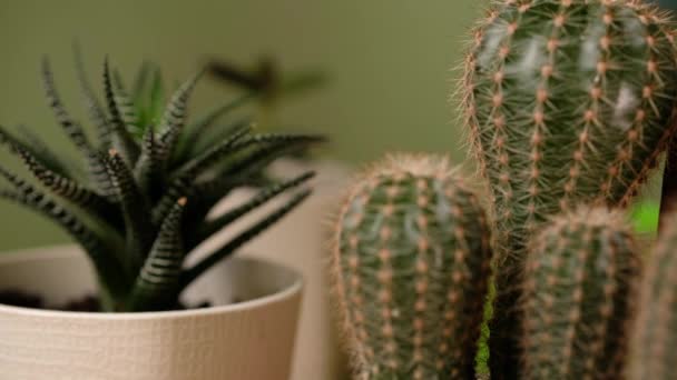 Cactus spinoso verde in vaso sulla finestra. Donna si prende cura di piante domestiche. - Filmati, video